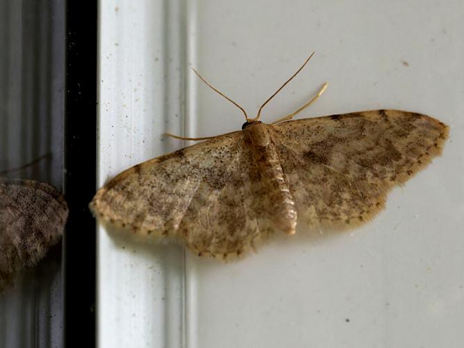 Idaea inquinata &copy; Thibaut Desfours