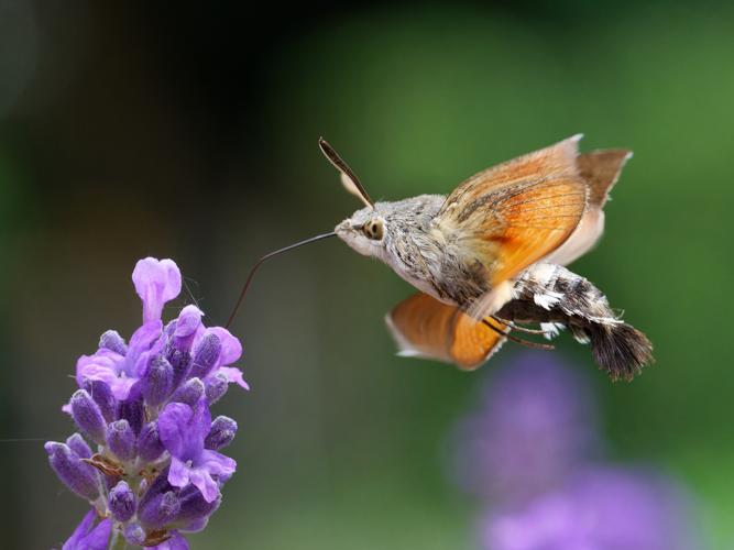 Moro-sphinx (Macroglossum stellatarum) &copy; Thibaut Desfours