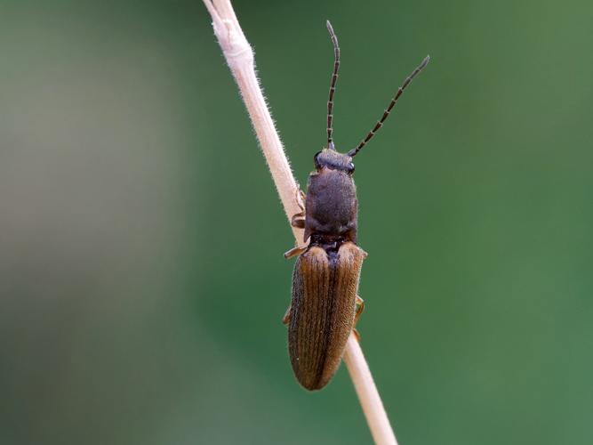 Athous bicolore (Athous bicolor) &copy; Thibaut Desfours