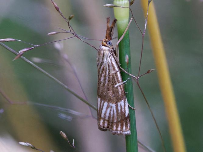 Chrysocrambus linetella &copy; Thibaut Desfours