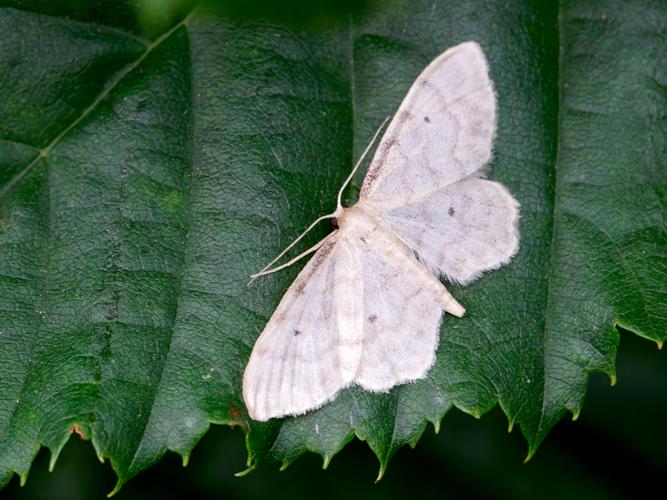 Acidalie familière (Idaea fuscovenosa) &copy; Thibaut Desfours