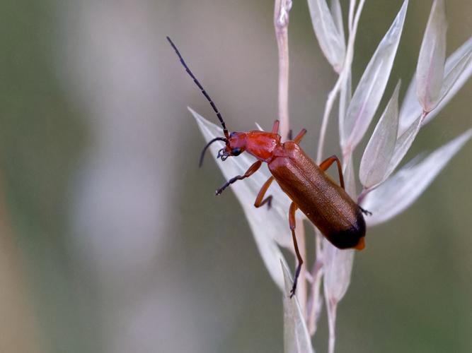 Téléphore fauve (Rhagonycha fulva) &copy; Thibaut Desfours