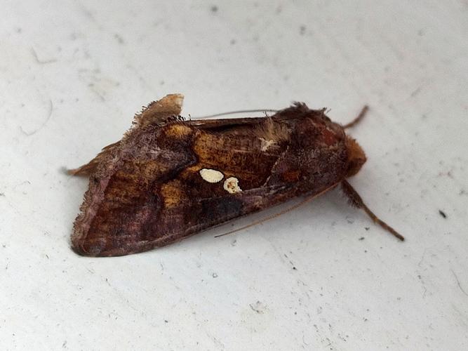 Plusie chalcite (Chrysodeixis chalcites) &copy; Morvan Debroize