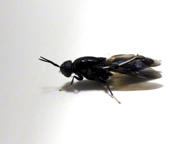 Mouche Soldat Noire (Hermetia illucens) &copy; Morvan Debroize