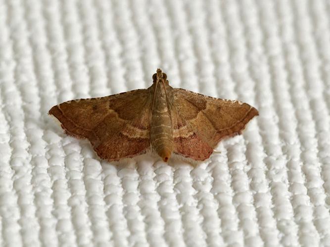 Asopie flamme (Endotricha flammeali) &copy; Thibaut Desfours