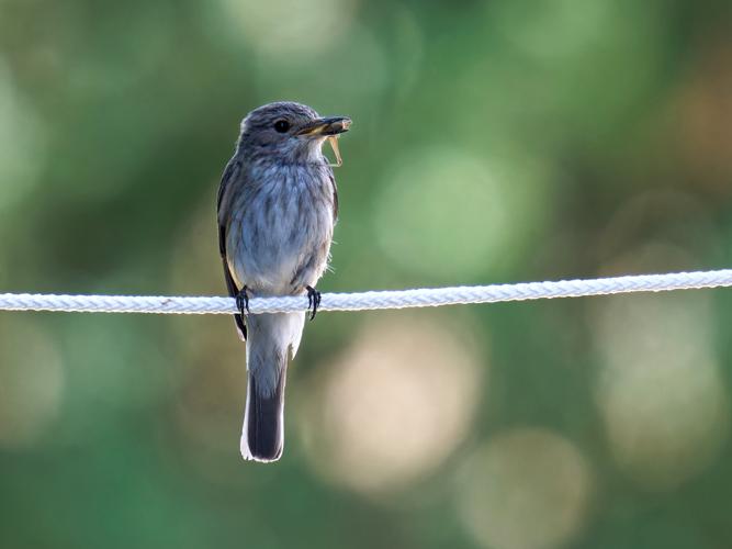 Gobemouche gris (Muscicapa striata) &copy; Thibaut Desfours