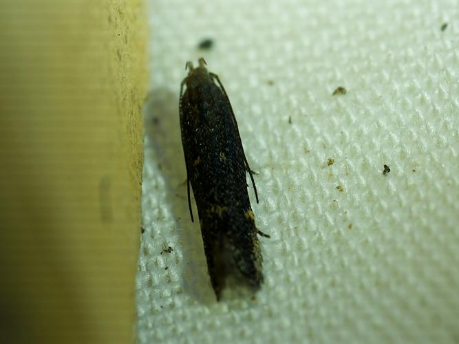 Aproaerema anthyllidella &copy; Thibaut Desfours