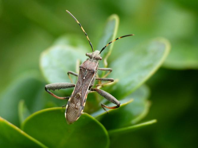 Alydide des genêts (Camptopus lateralis) &copy; Morvan Debroize