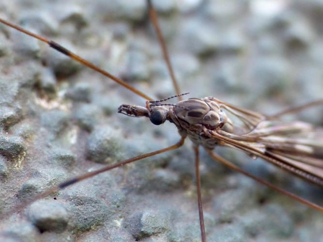 Tipula confusa &copy; Morvan Debroize