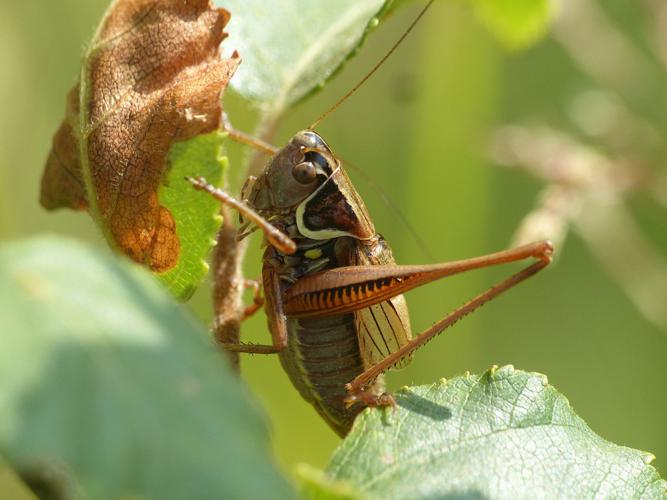 Roeseliana roeselii © Morvan Debroize