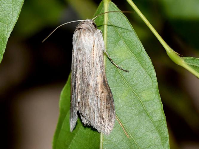 Ombrageuse (Cucullia umbratica) &copy; Christina Bot