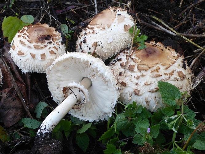 Lépiote vénéneuse (Chlorophyllum brunneum) &copy; Abbaye de la Trappe