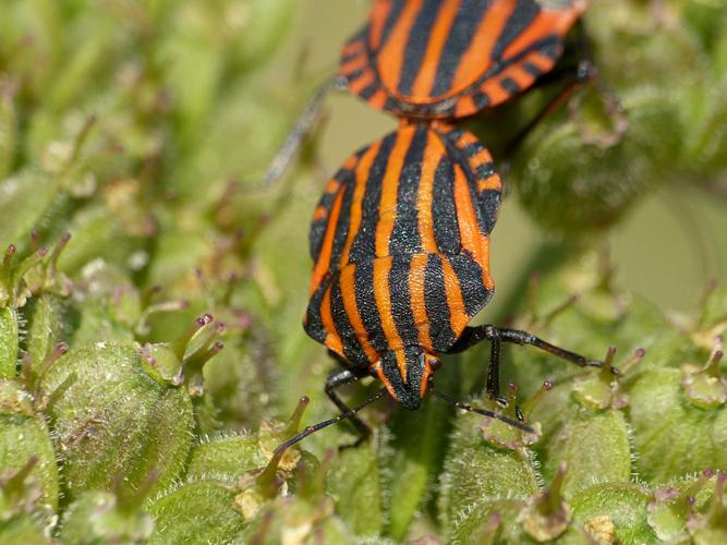 Punaise Arlequin (Graphosoma italicum) © Morvan Debroize