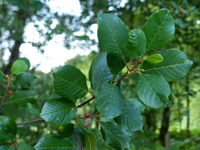 Bourdaine (Frangula alnus), feuilles et fruits © Morvan Debroize