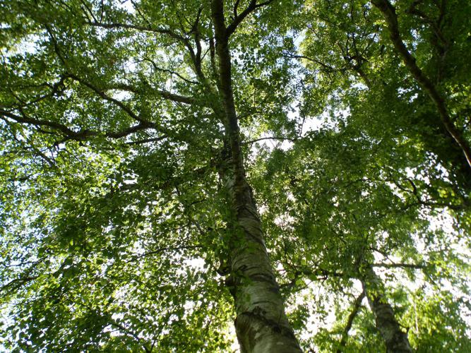 Bouleau verruqueux (Betula pendula) © Morvan Debroize