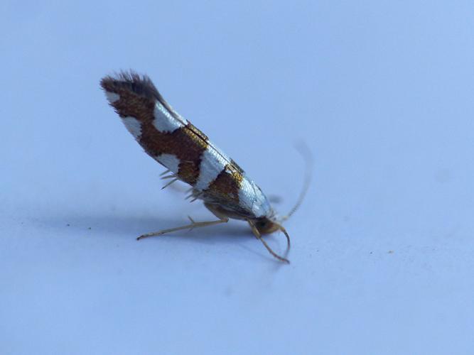 Argyresthia brockeella © Morvan Debroize