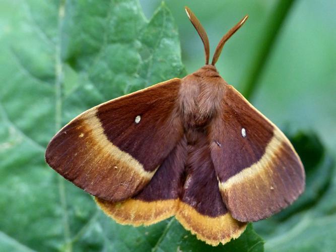 Bombyx du Chêne (Lasiocampa quercus), mâle © Morvan Debroize