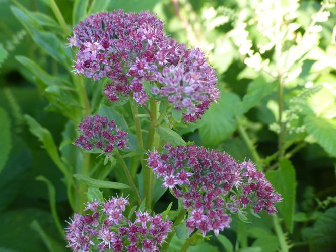 Herbe de saint Jean (Hylotelephium telephium) © Morvan Debroize