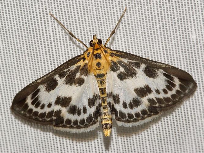 Pyrale de l'ortie (Anania hortulata) © Sylvain Montagner