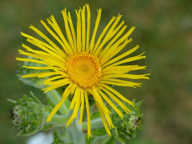 Grande aunée (Inula helenium), fleur © Morvan Debroize