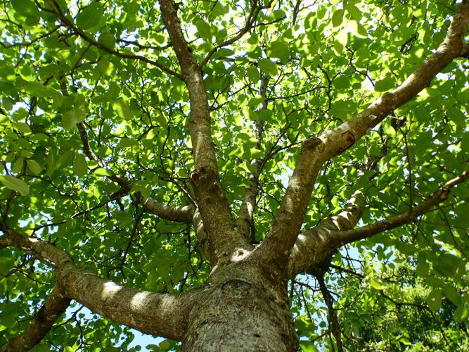 Noyer commun (Juglans regia) © Morvan Debroize