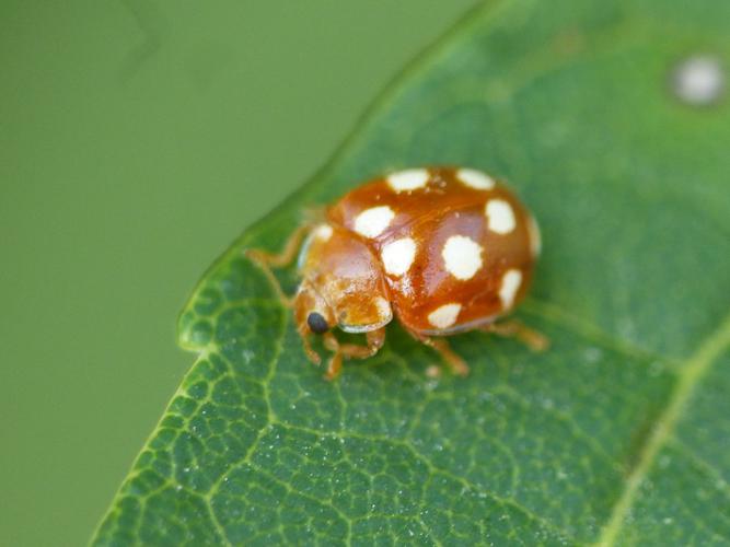 Petite coccinelle orange (Vibidia duodecimguttata) © Morvan Debroize