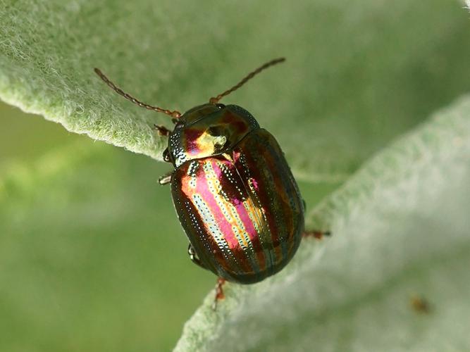 Chrysomèle du Romarin (Chrysolina americana) © Sylvain Montagner