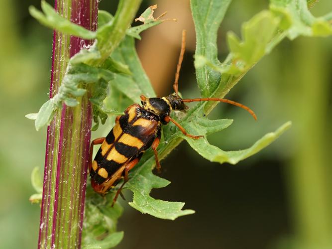 Lepture couleur d'or (Leptura aurulenta), femelle © Sylvain Montagner