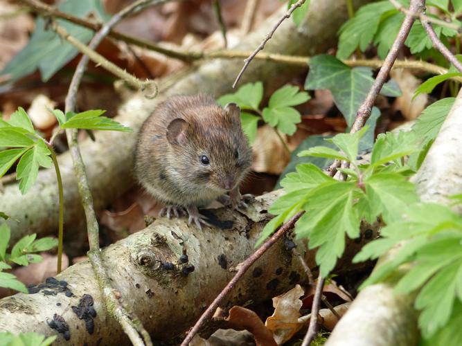 Campagnol roussâtre (Clethrionomys glareolus) © Morvan Debroize