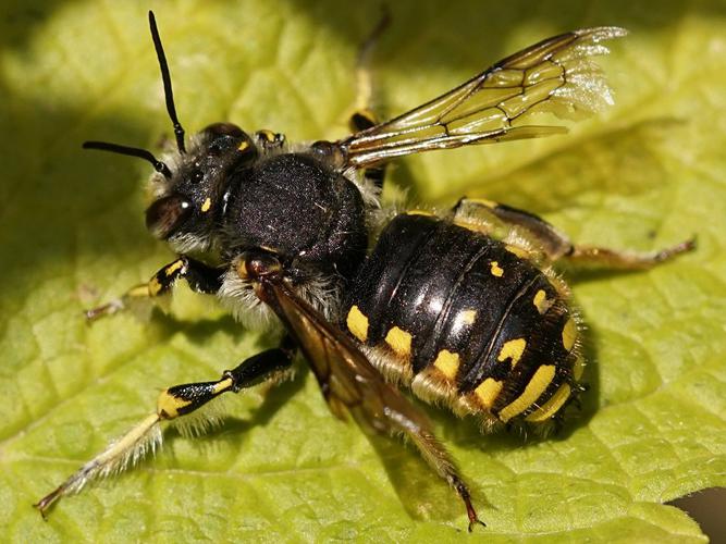 Anthidie cotonnière (Anthidium manicatum) © Sylvain Montagner