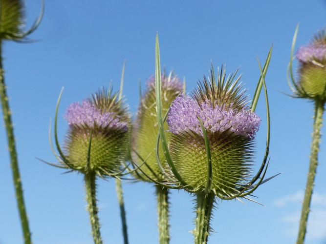 Cardère sauvage (Dipsacus fullonum) © Morvan Debroize