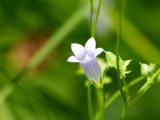 Campanille à feuille de lierre (Wahlenbergia hederacea), fleur © Morvan Debroize