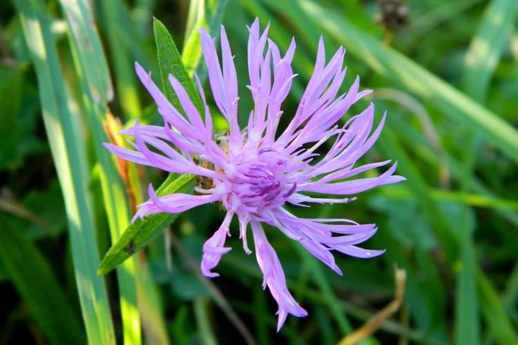 Centaurée jacée (Centaurea jacea) © Morvan Debroize