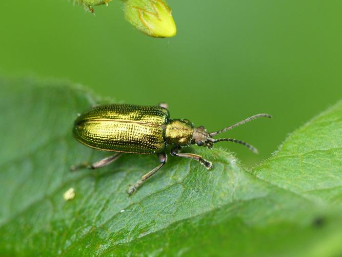 Plateumaris sericea © Morvan Debroize