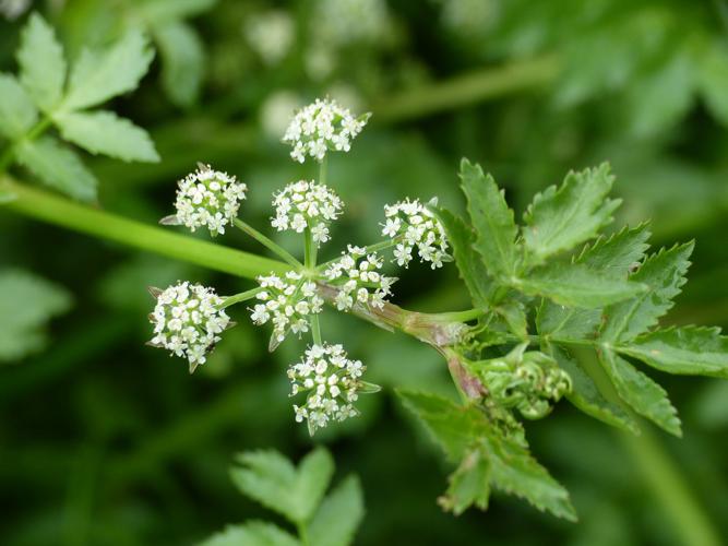 Ache nodiflore (Helosciadium nodiflorum) © Morvan Debroize