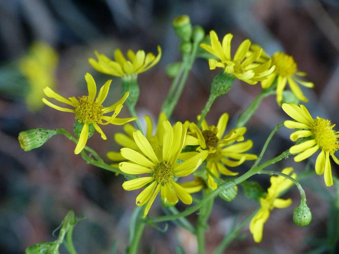 Séneçon sud-africain (Senecio inaequidens) © Morvan Debroize