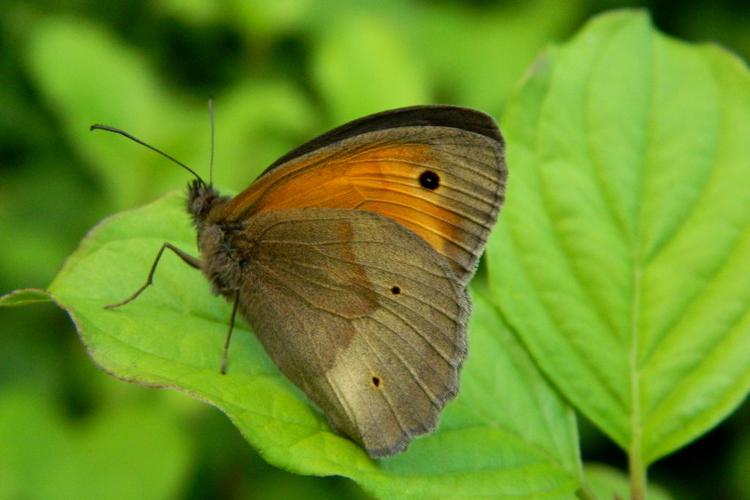 Myrtil (Maniola jurtina), mâle © Morvan Debroize