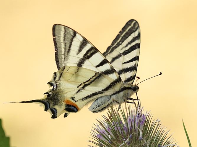 Flambé (Iphiclides podalirius) © Sylvain Montagner