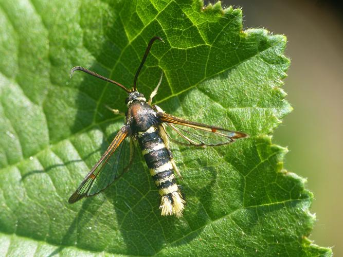 Sésie vespiforme (Synanthedon vespiformis) © Morvan Debroize