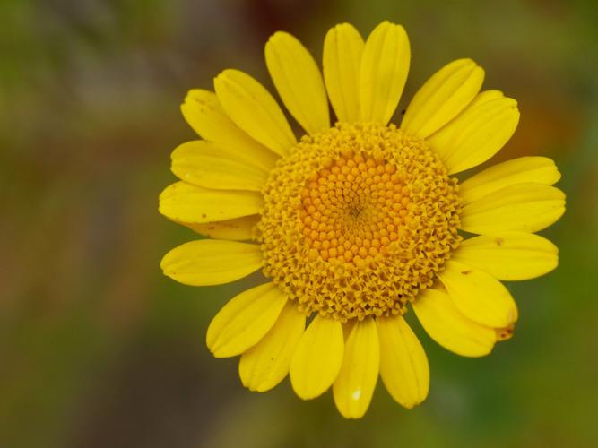 Anthémis des teinturiers (Cota tinctoria), fleur © Morvan Debroize