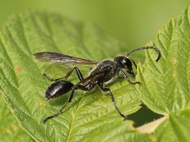 Isodonte mexicaine (Isodontia mexicana) © Sylvain Montagner