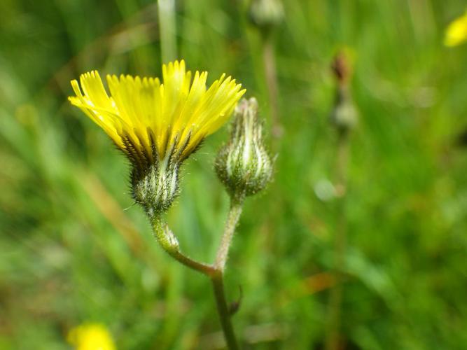 Epervière petite Laitue (Hieracium lactucella), fleur © Rémi Jardin