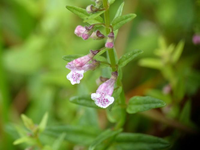 Petite scutellaire (Scutellaria minor) © Morvan Debroize