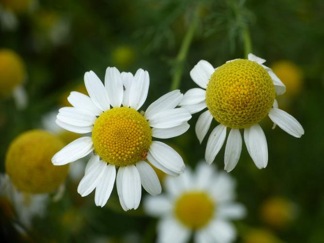 Matricaire inodore (Tripleurospermum inodorum), fleurs © Morvan Debroize