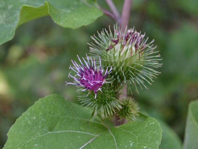 Grande bardane (Arctium lappa), fleurs © Morvan Debroize