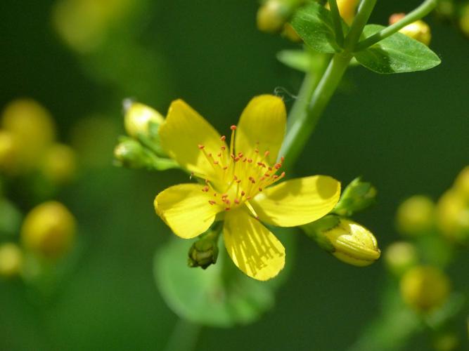 Millepertuis élégant (Hypericum pulchrum), fleur © Morvan Debroize