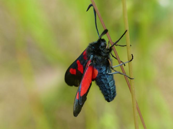 Zygène des prés (Zygaena trifolii) © Morvan Debroize