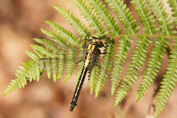 Gomphus vulgatissimus © Sylvain Montagner