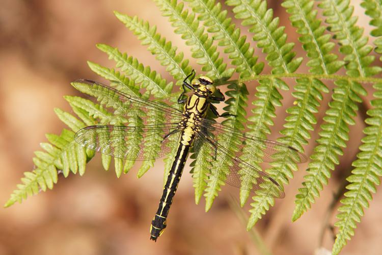 Gomphus vulgatissimus © Sylvain Montagner