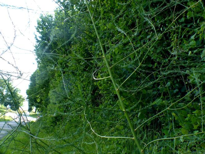 Asperge officinale (Asparagus officinalis) © Morvan Debroize